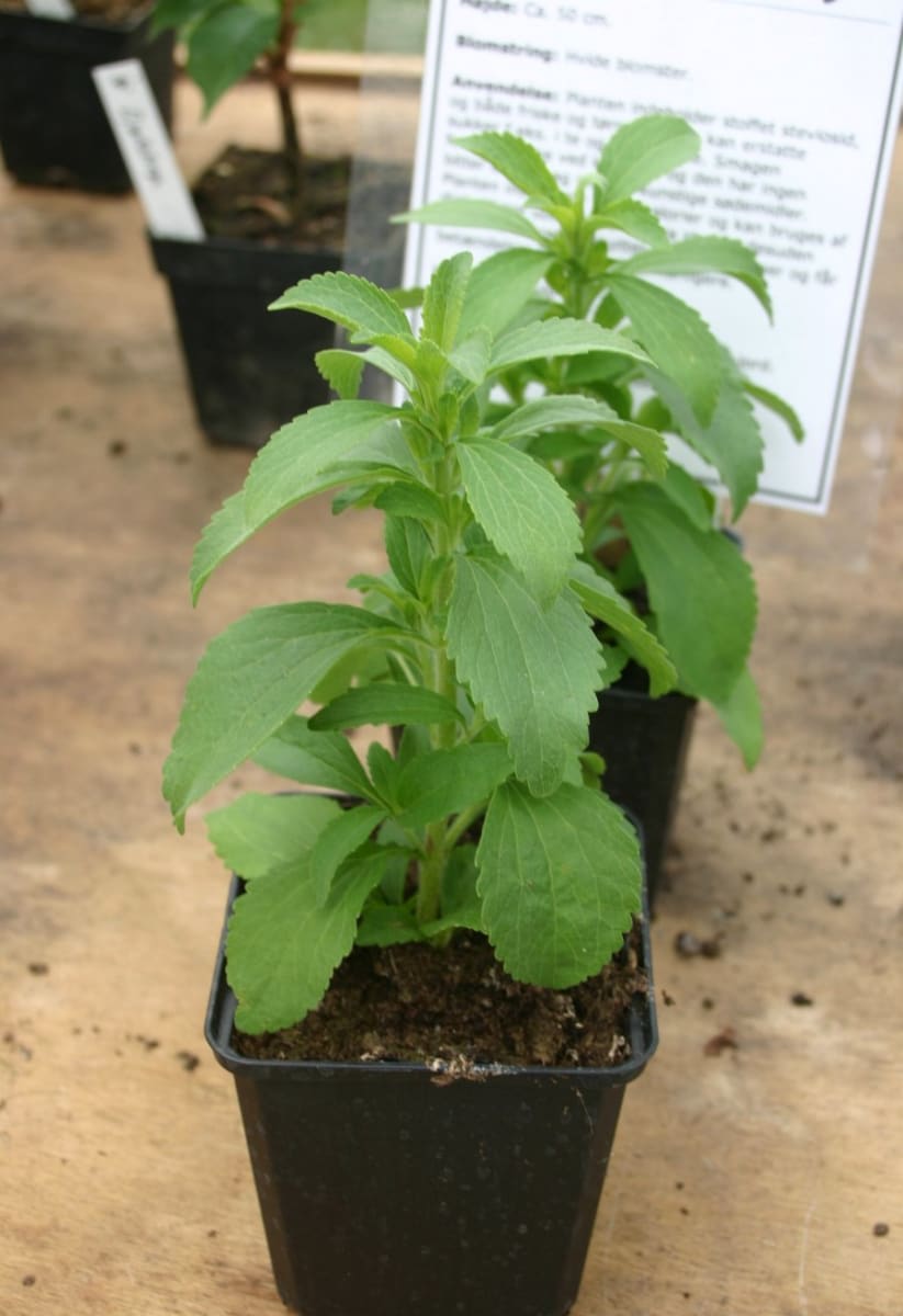Candyleaf