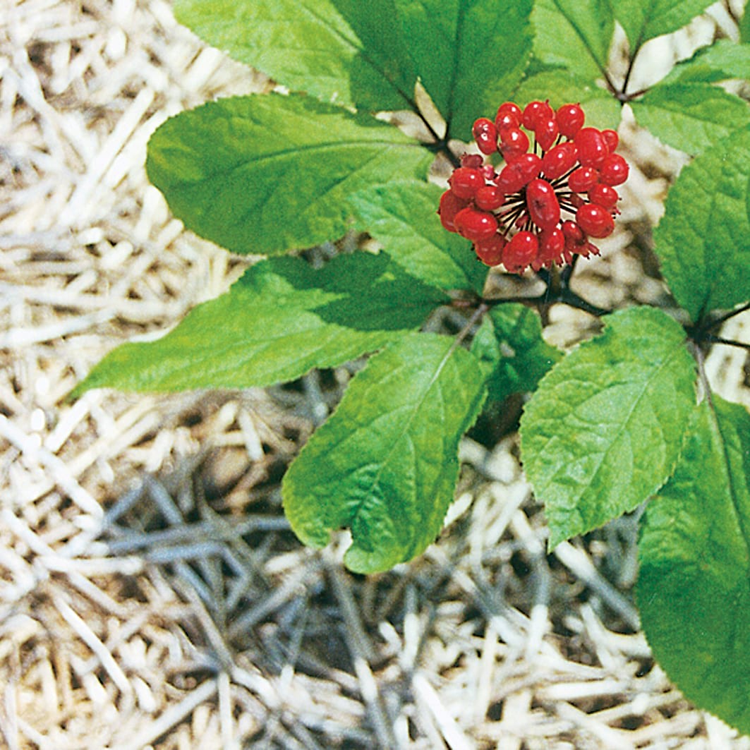 Chinese Ginseng