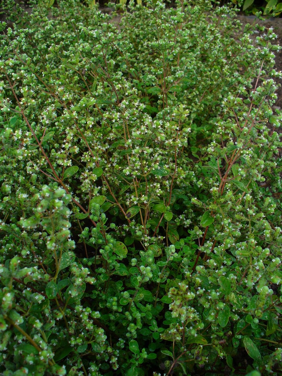 Sweet Marjoram
