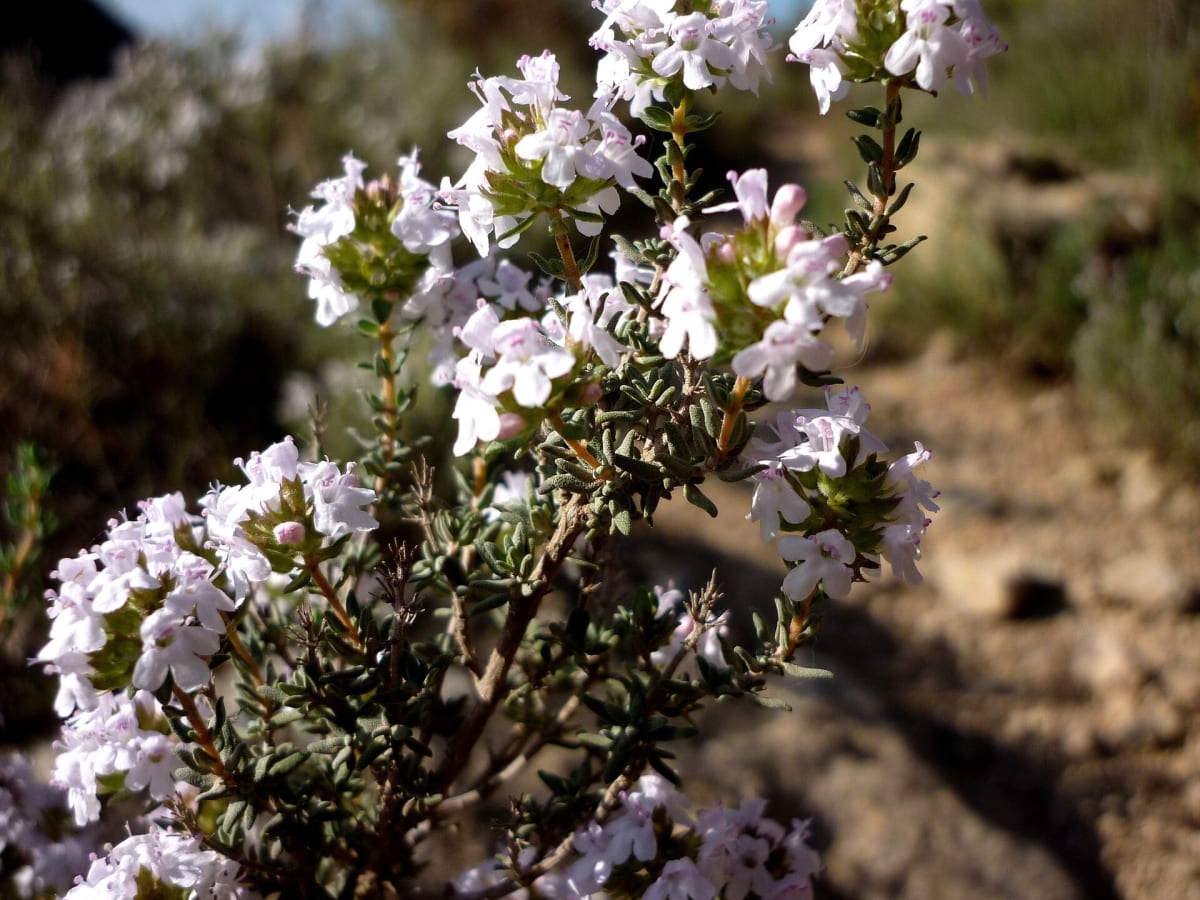 Thyme