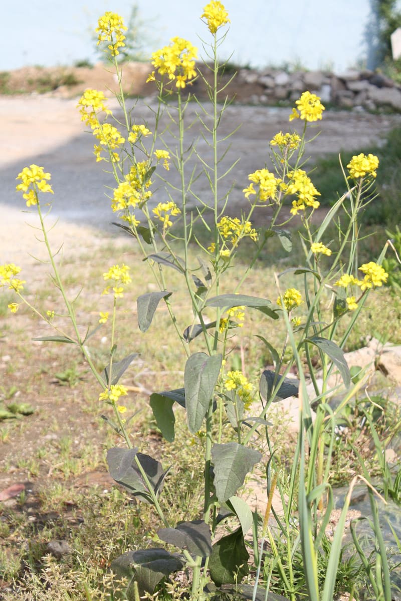 Mustard Greens