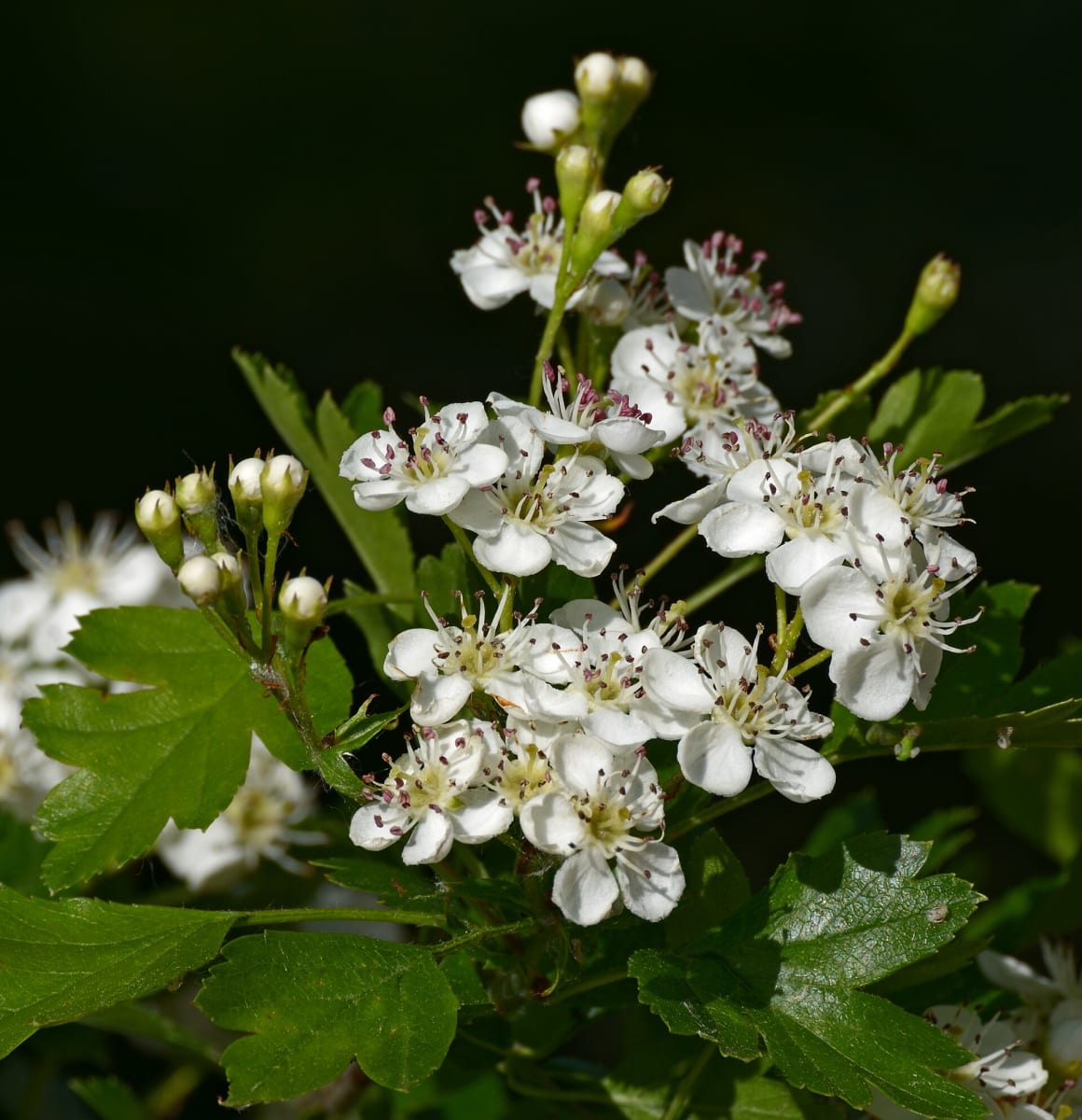 Hawthorn