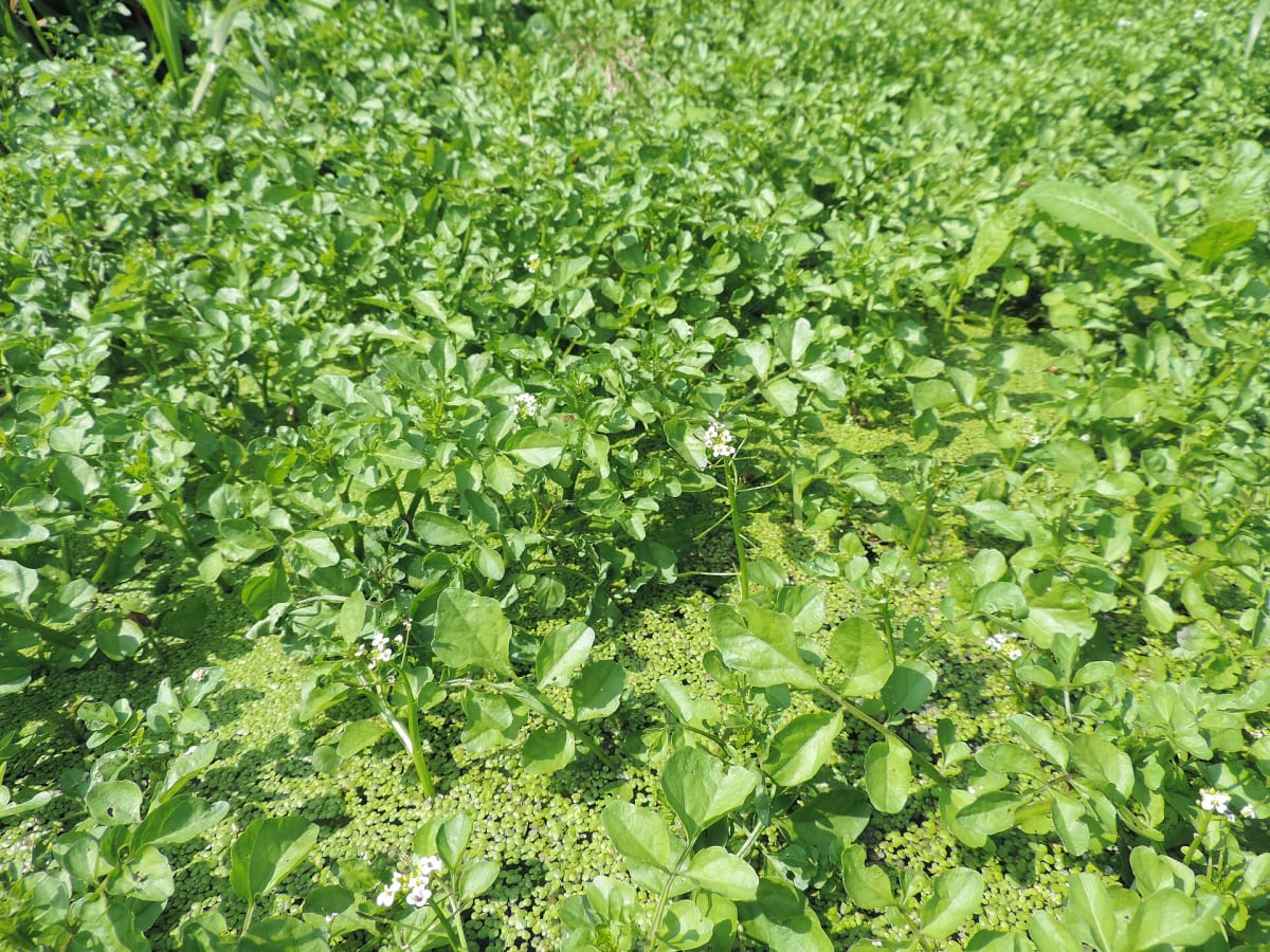 Watercress