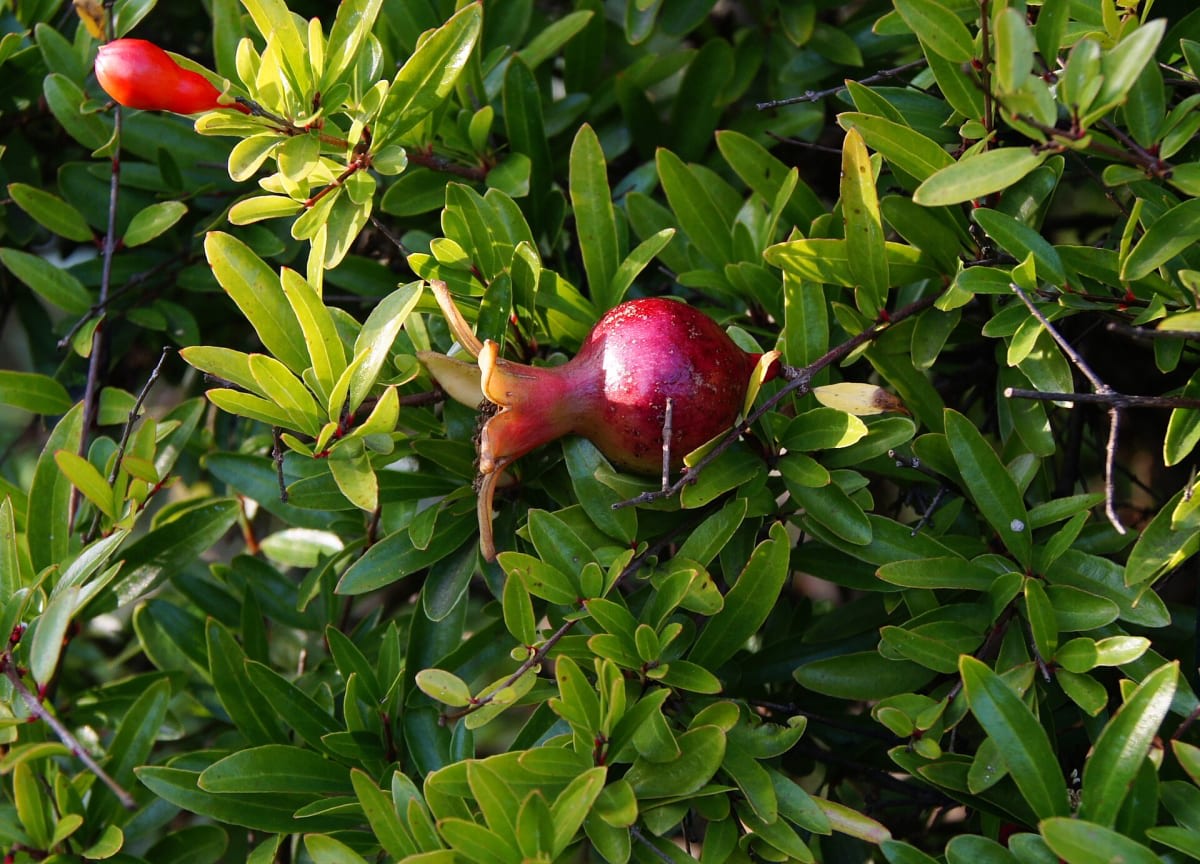 Pomegranate