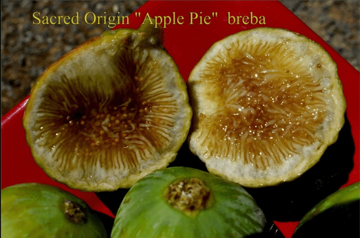 Sacred Origin's Weeping Apple Pie