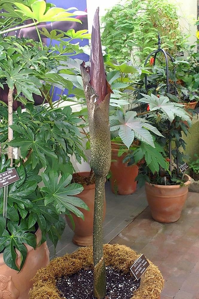 Devil's Tongue