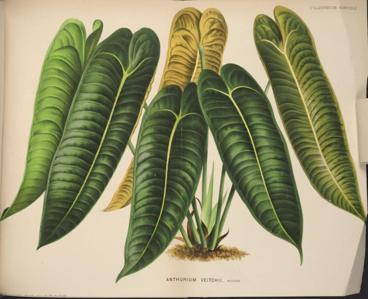 Anthurium veitchii