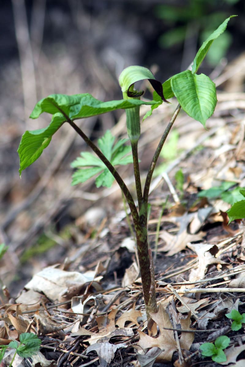 Jack In The Pulpit
