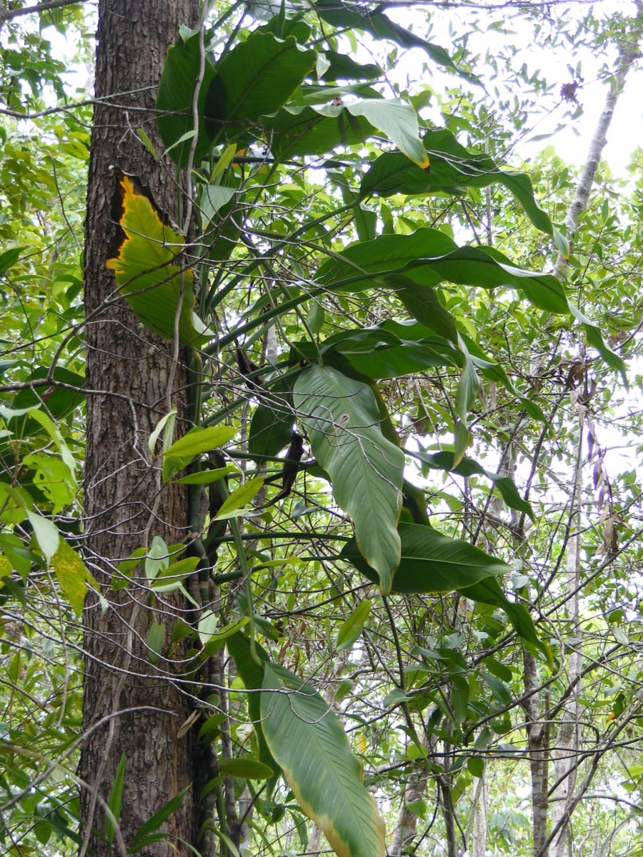 Epipremnum amplissimum