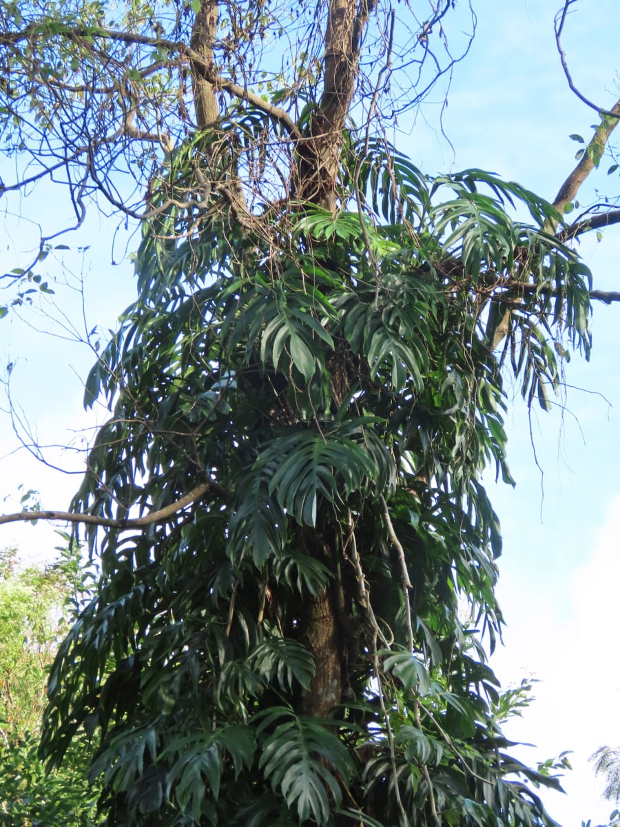 Dragon Tail Plant