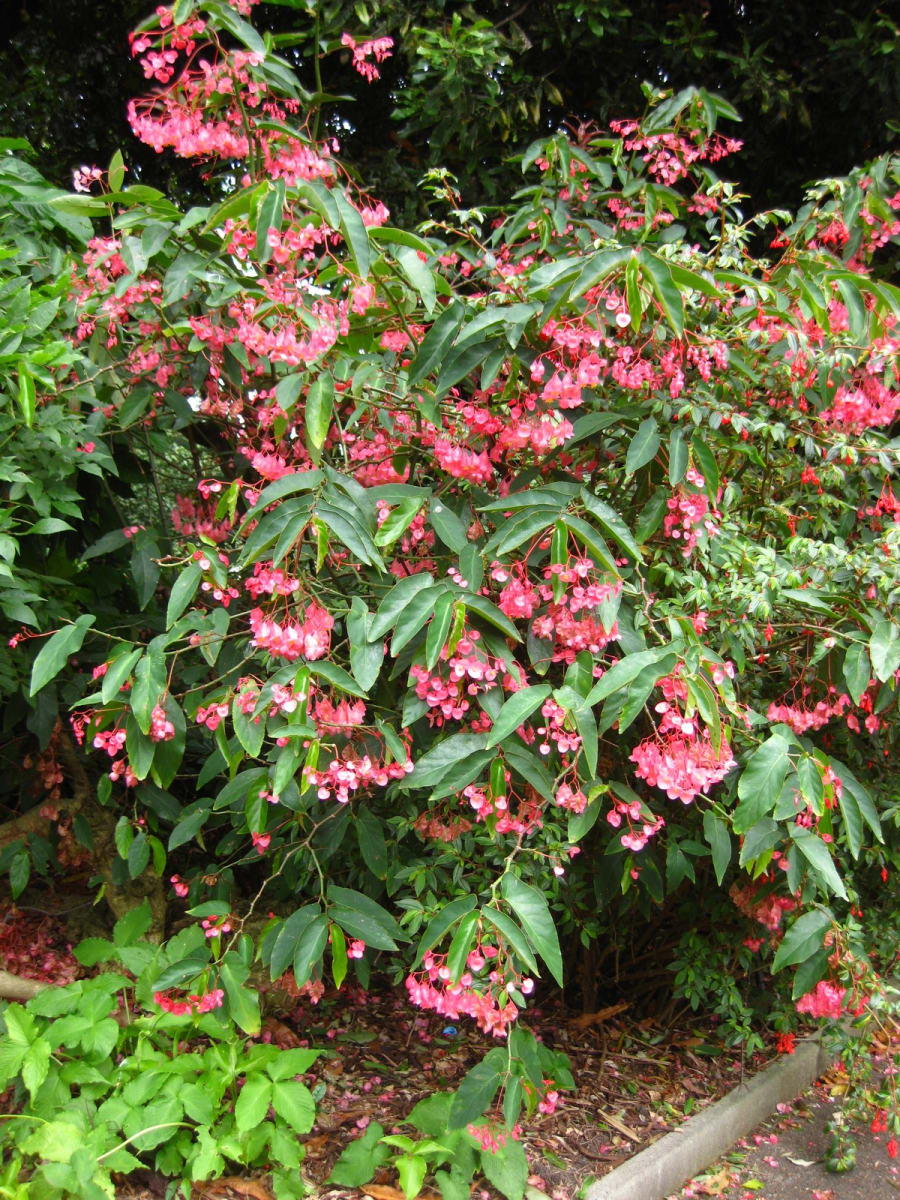 Scarlet Begonia
