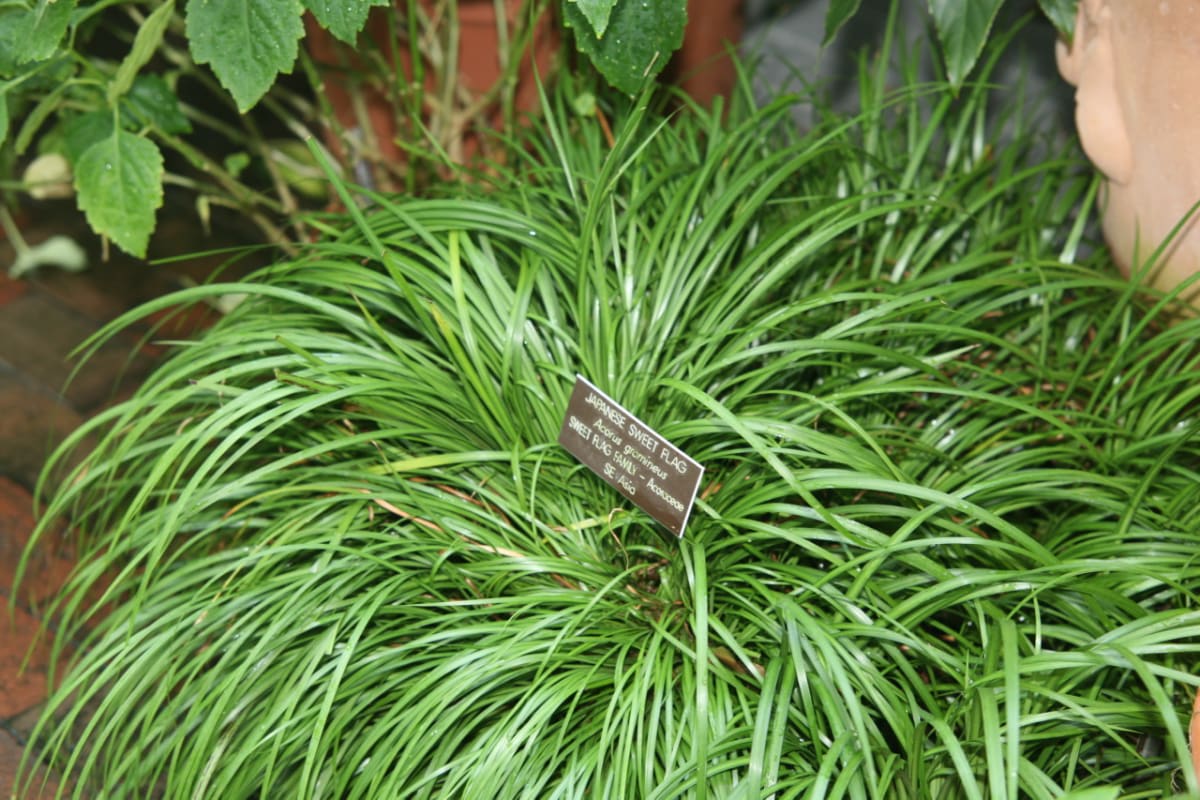 Grassleaf Sweet Flag