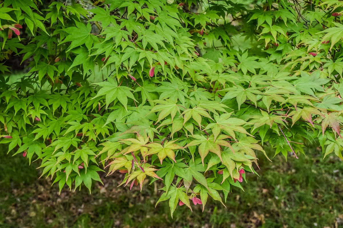 Japanese Maple