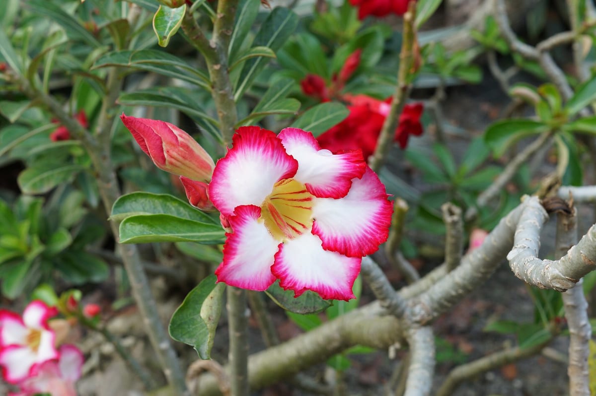 Desert Rose