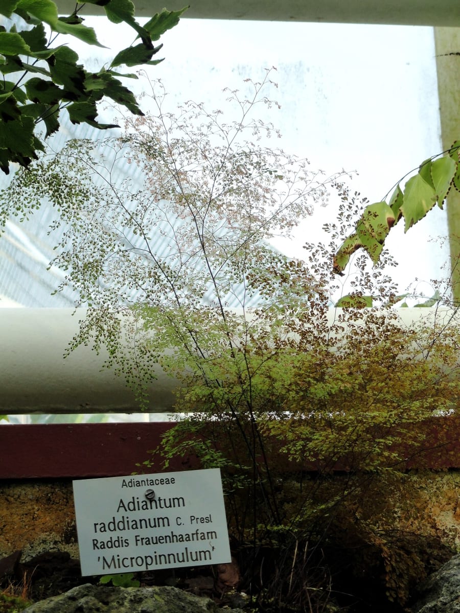 Delta Maidenhair Fern