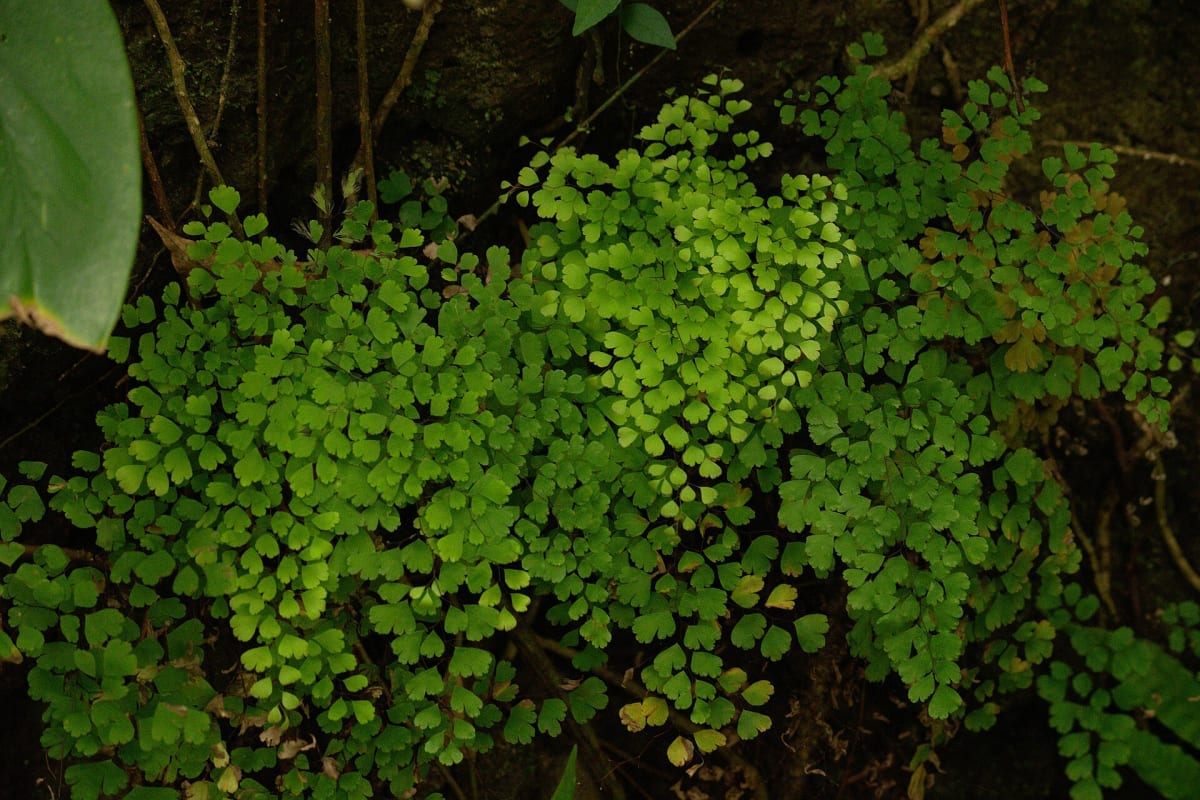 Common Maidenhair
