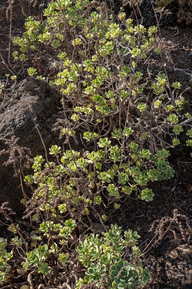 Aeonium castello-paivae