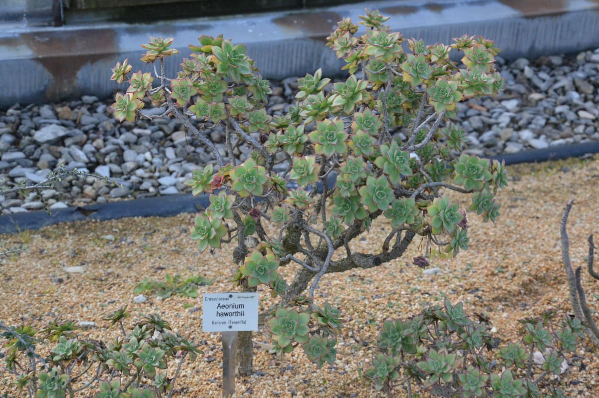 Haworth's Aeonium