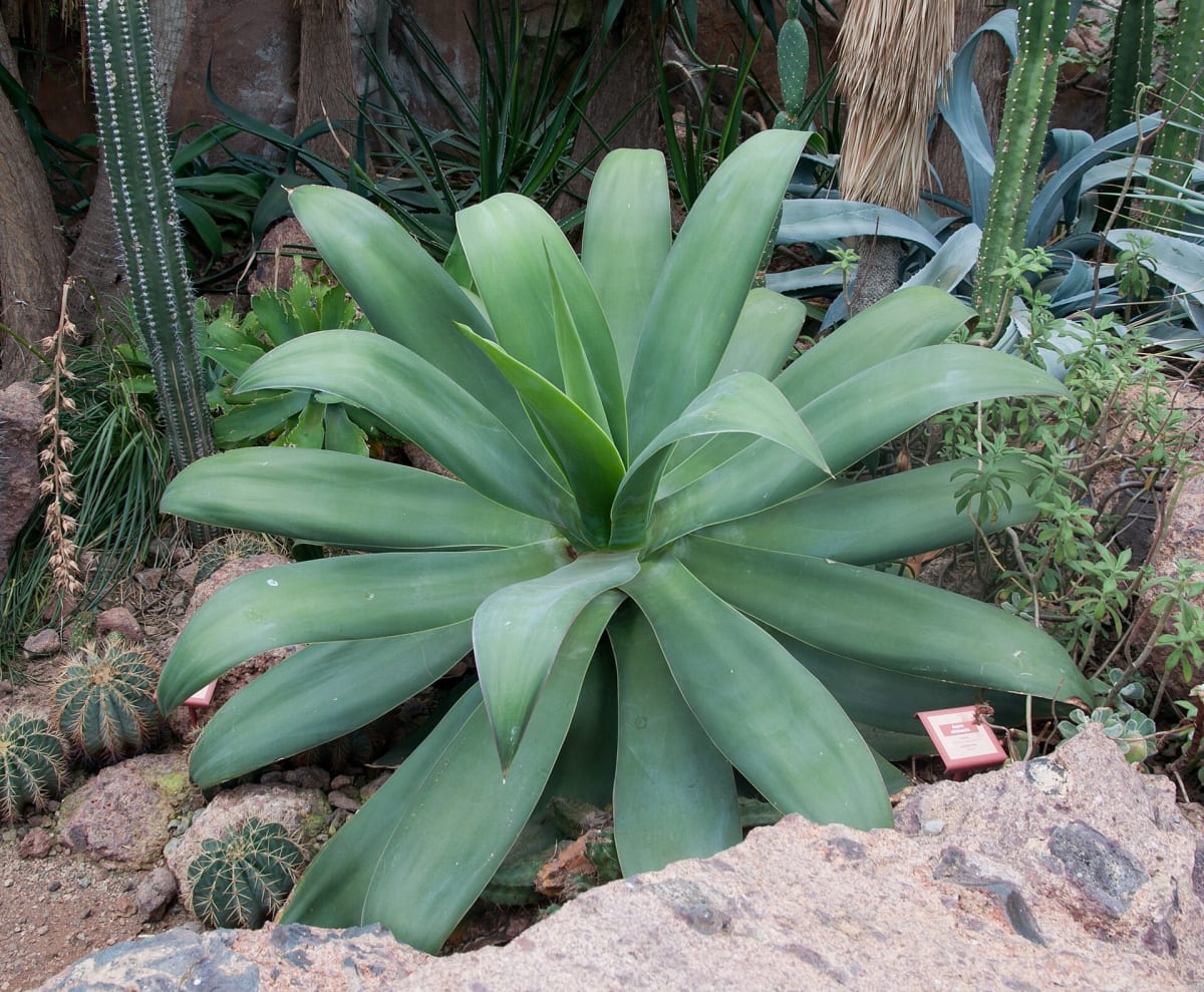 Agave attenuata