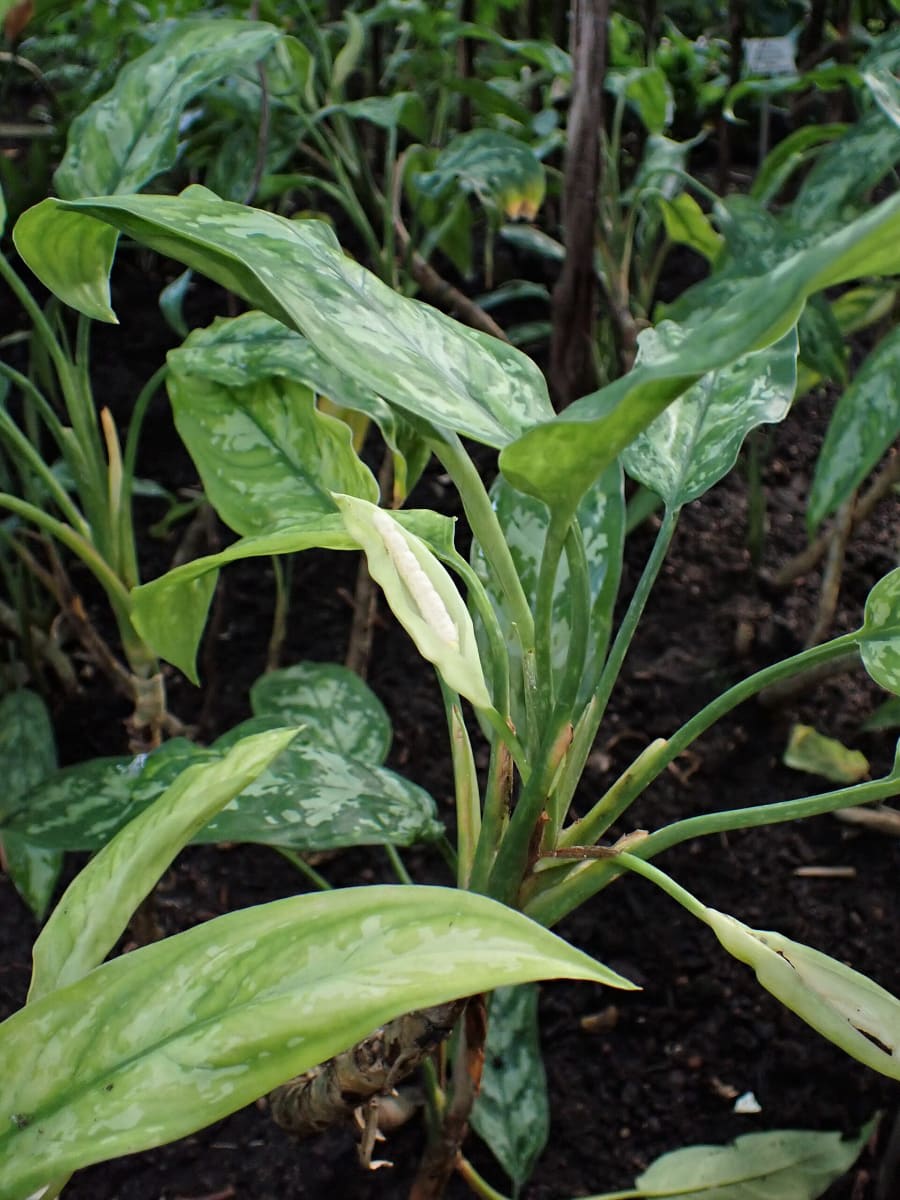 Chinese Evergreen