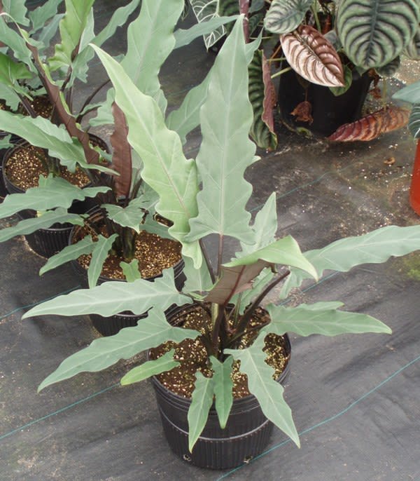 Alocasia lauterbachiana