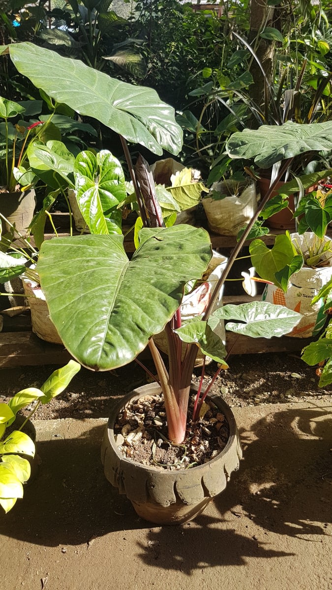 Giant Taro