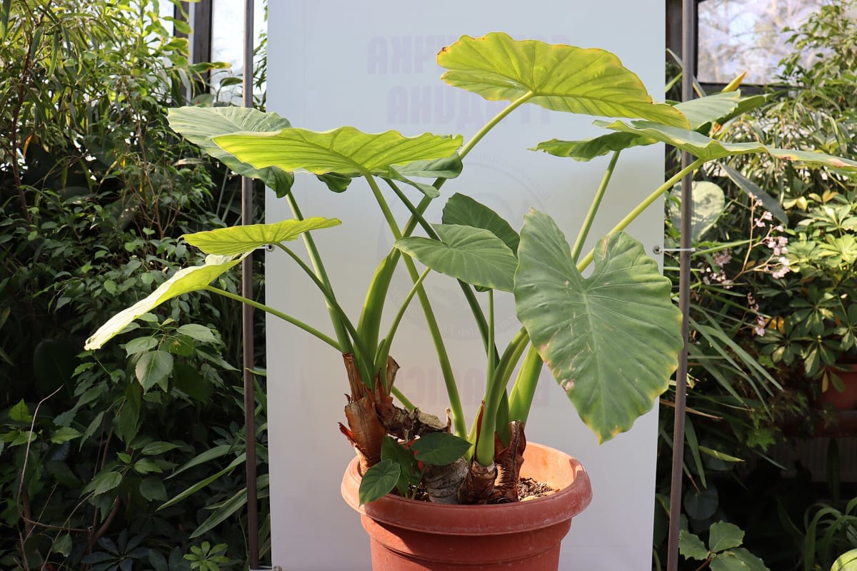Asian Taro