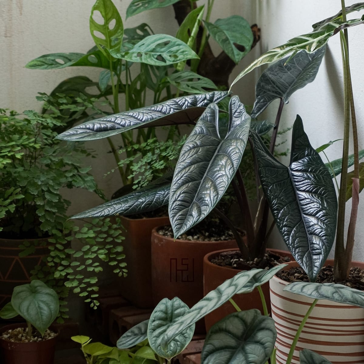 Alocasia scalprum