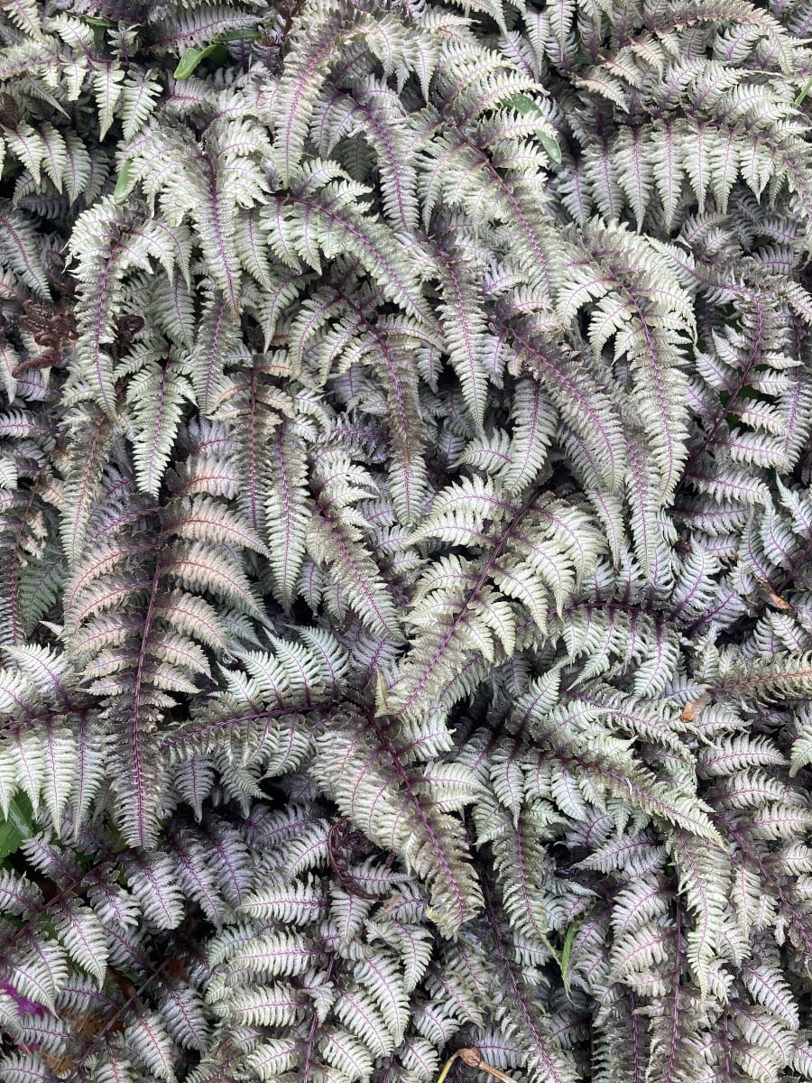 Oriental Ladyfern