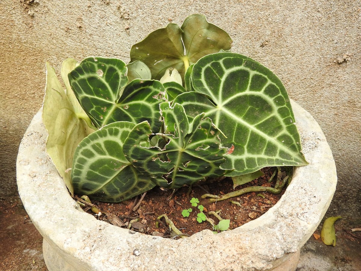 Velvet Cardboard Anthurium