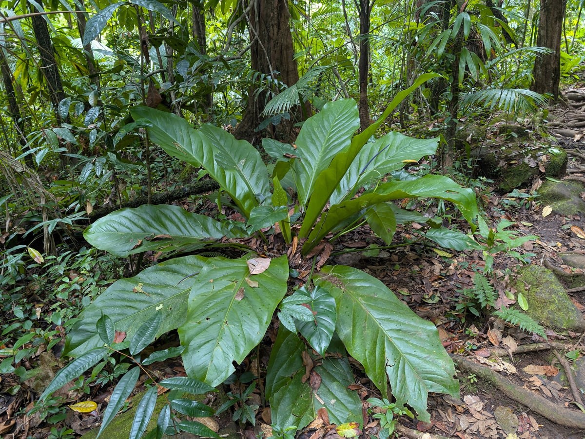 Anthurium hookeri