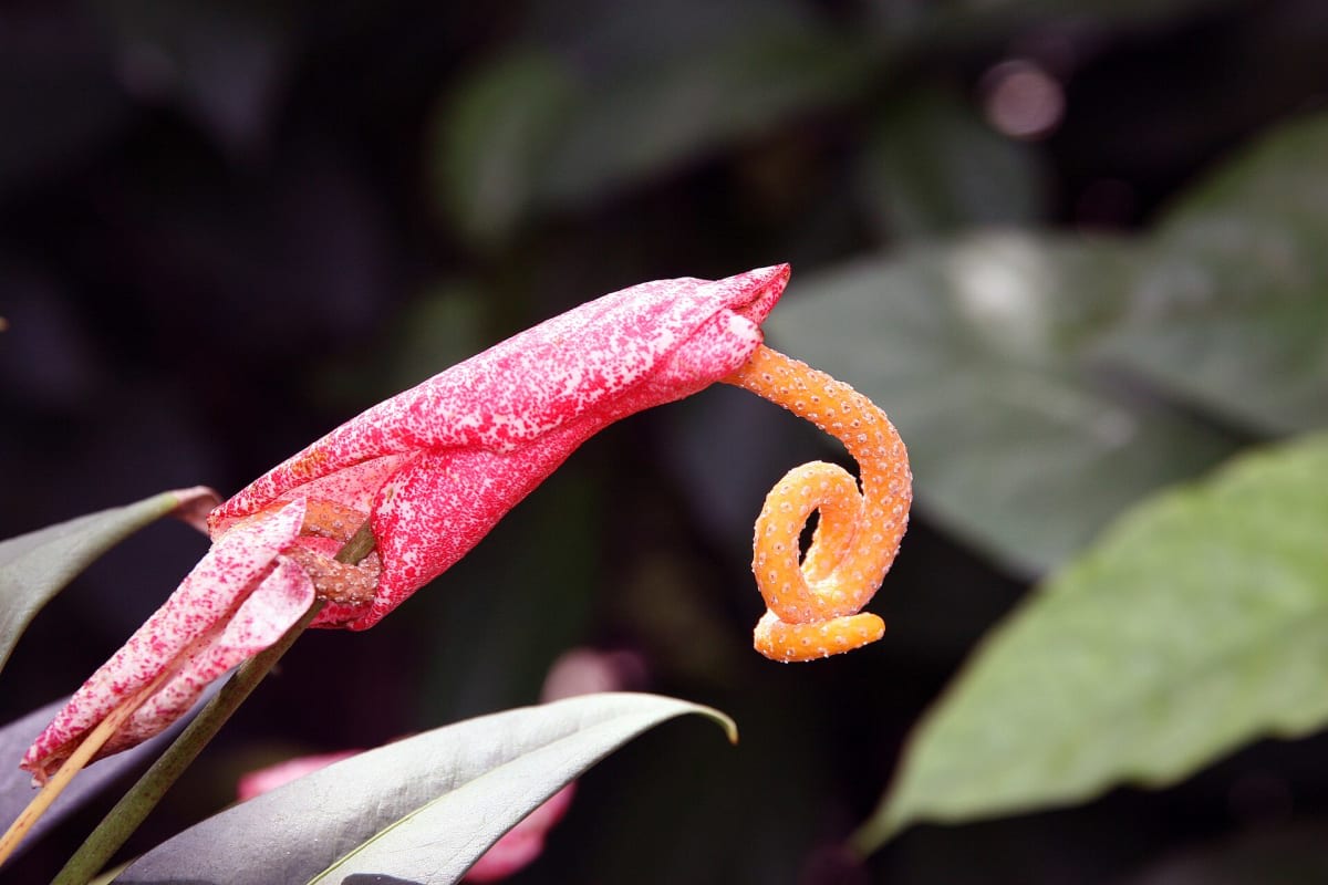 Anthurium scherzerianum