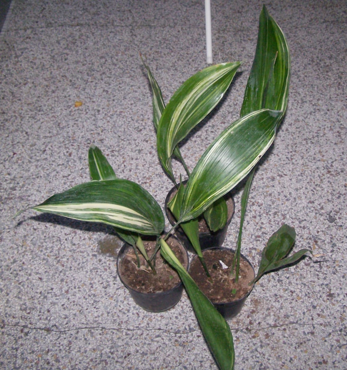 Cast Iron Plant