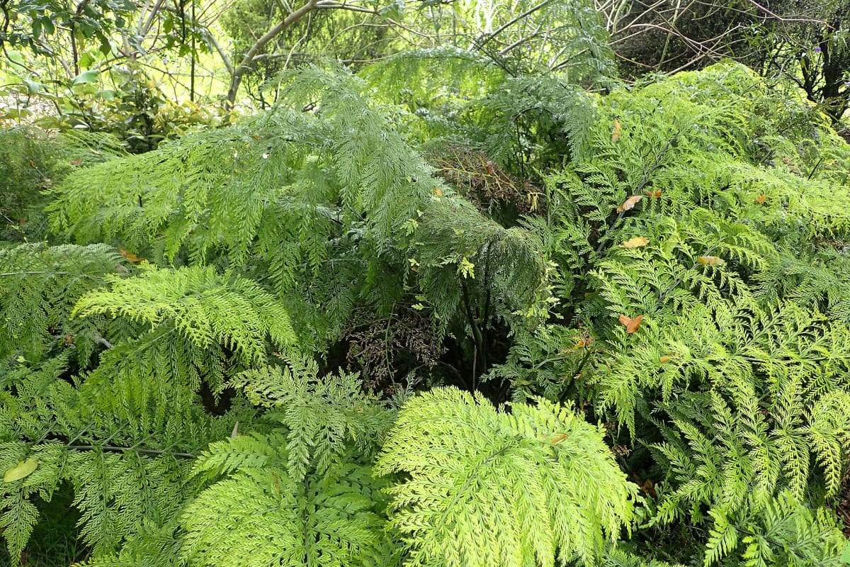 Asplenium bulbiferum