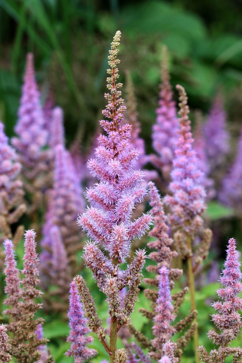 Astilbe chinensis