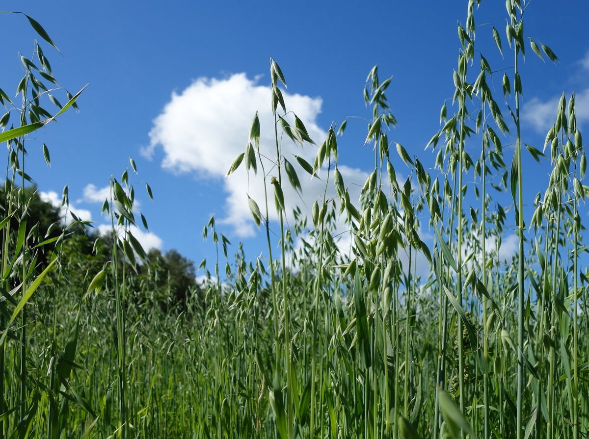 Common Oat