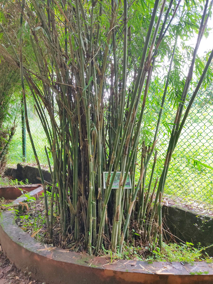 Hedge Bamboo