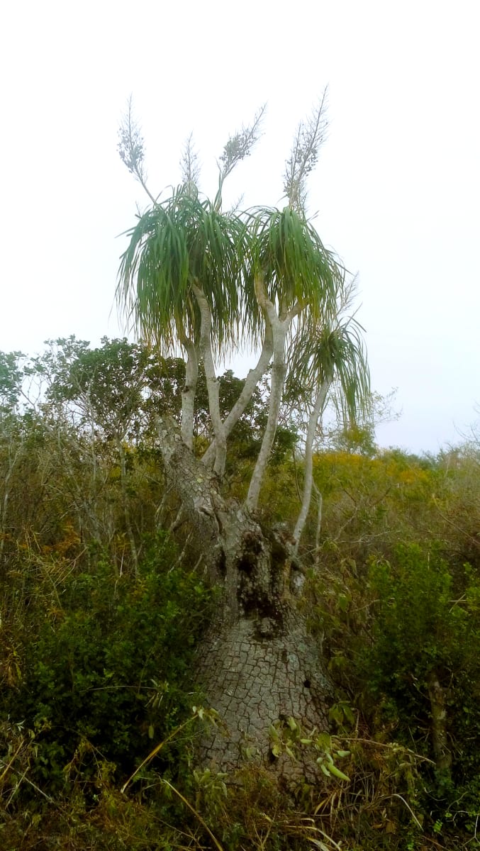 Ponytail Palm