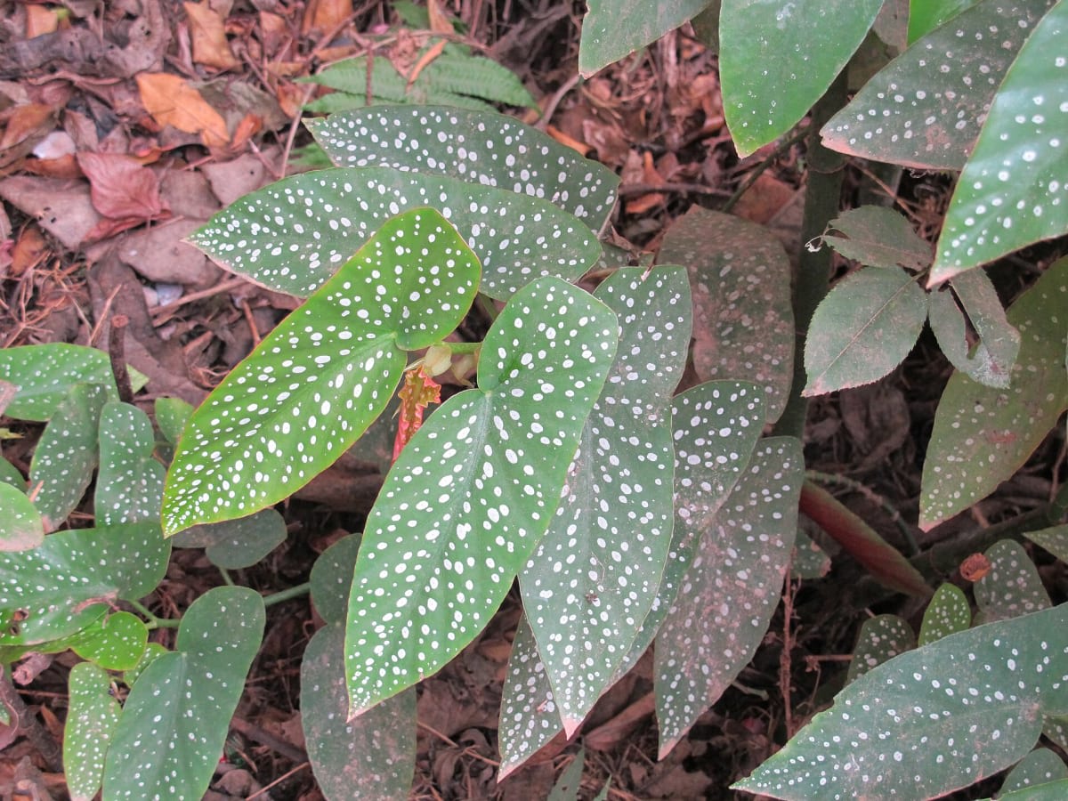 Polka Dot Begonia