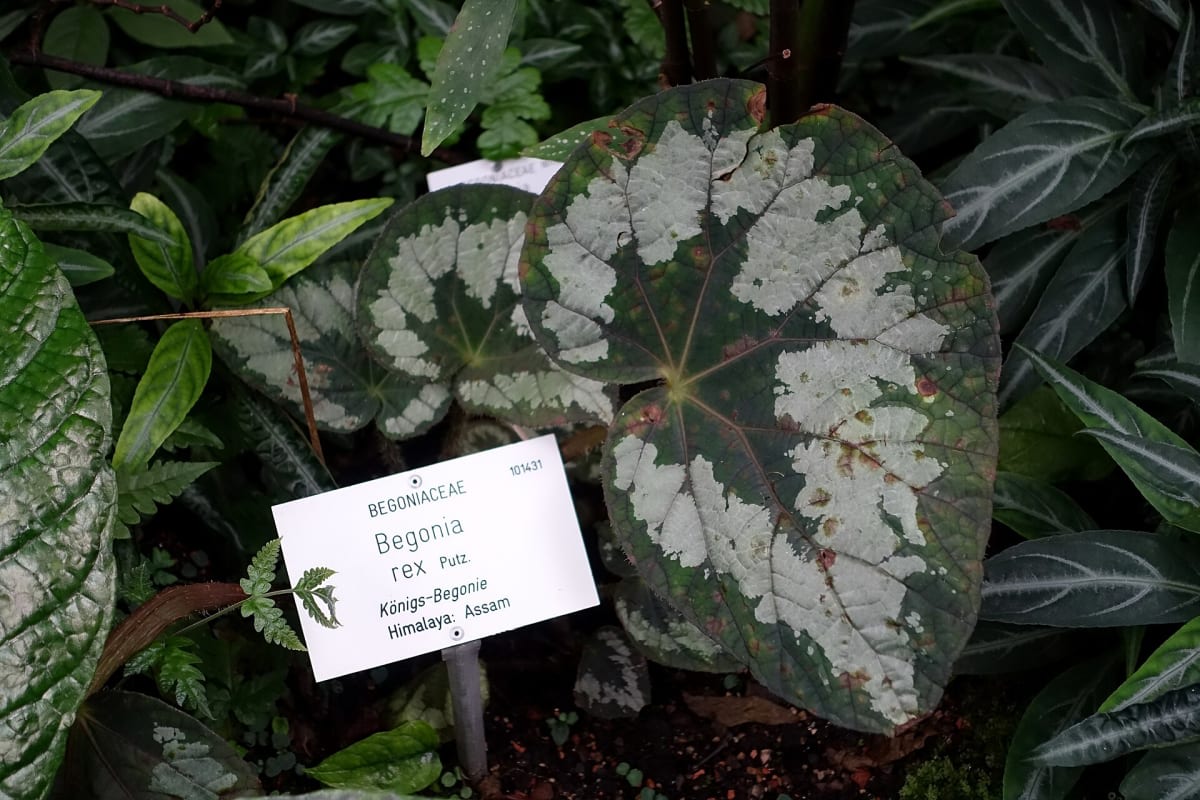Rex Begonia