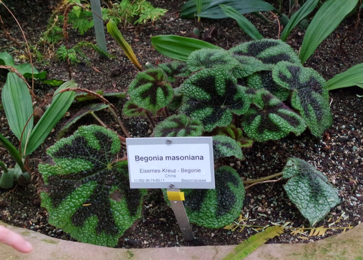 Begonia masoniana