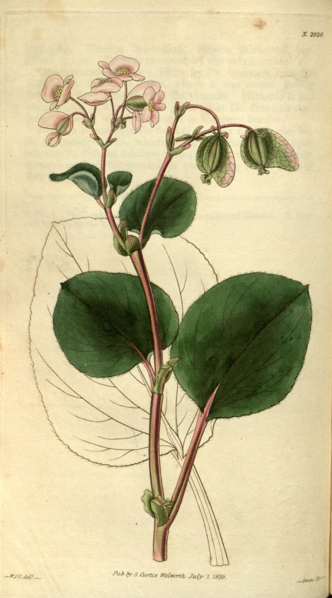 Begonia semperflorens