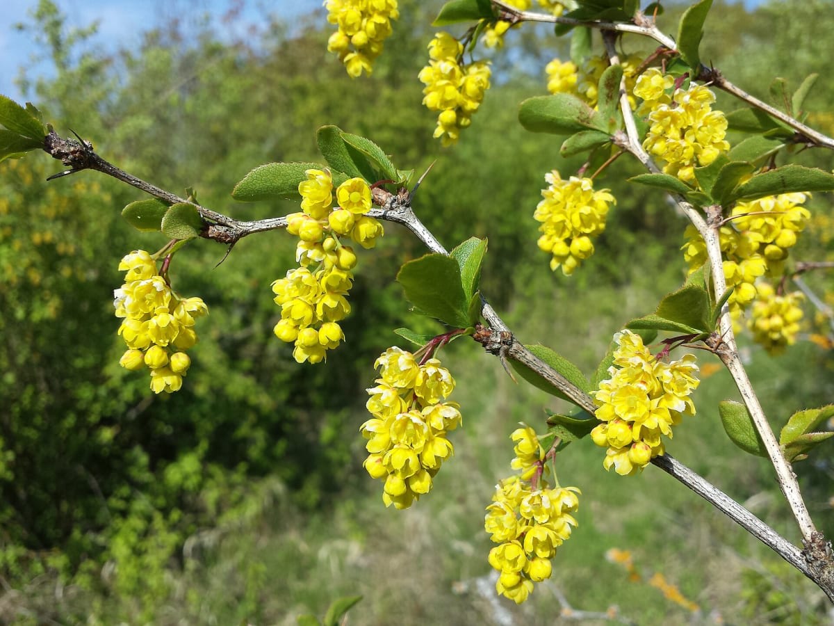 Common Barberry