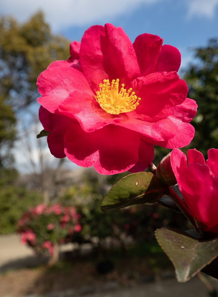 Sasanqua Camellia