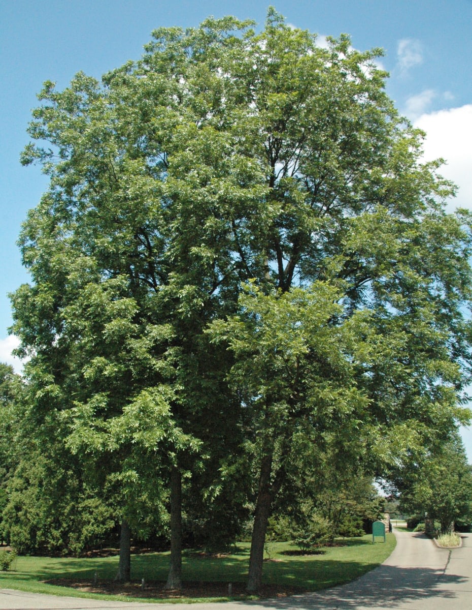 Pecan