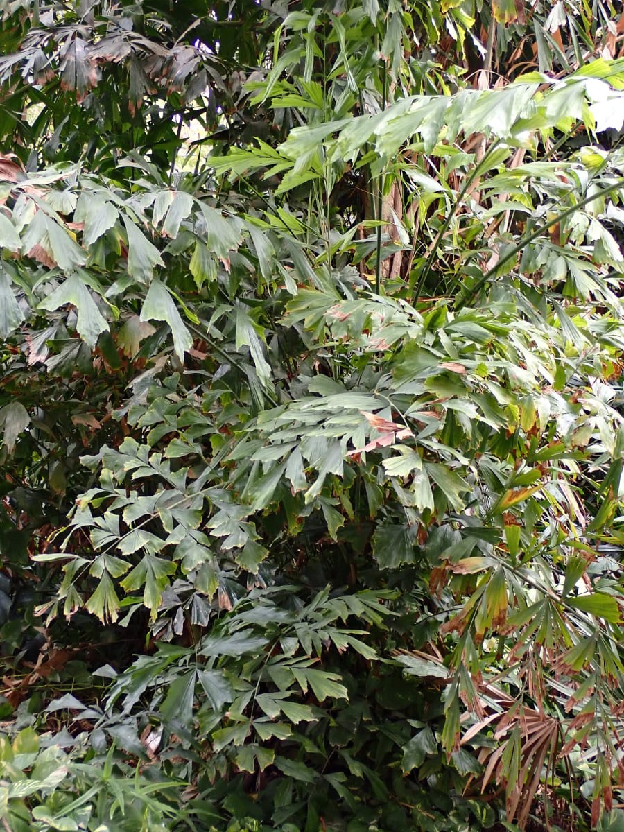 Fishtail Palm