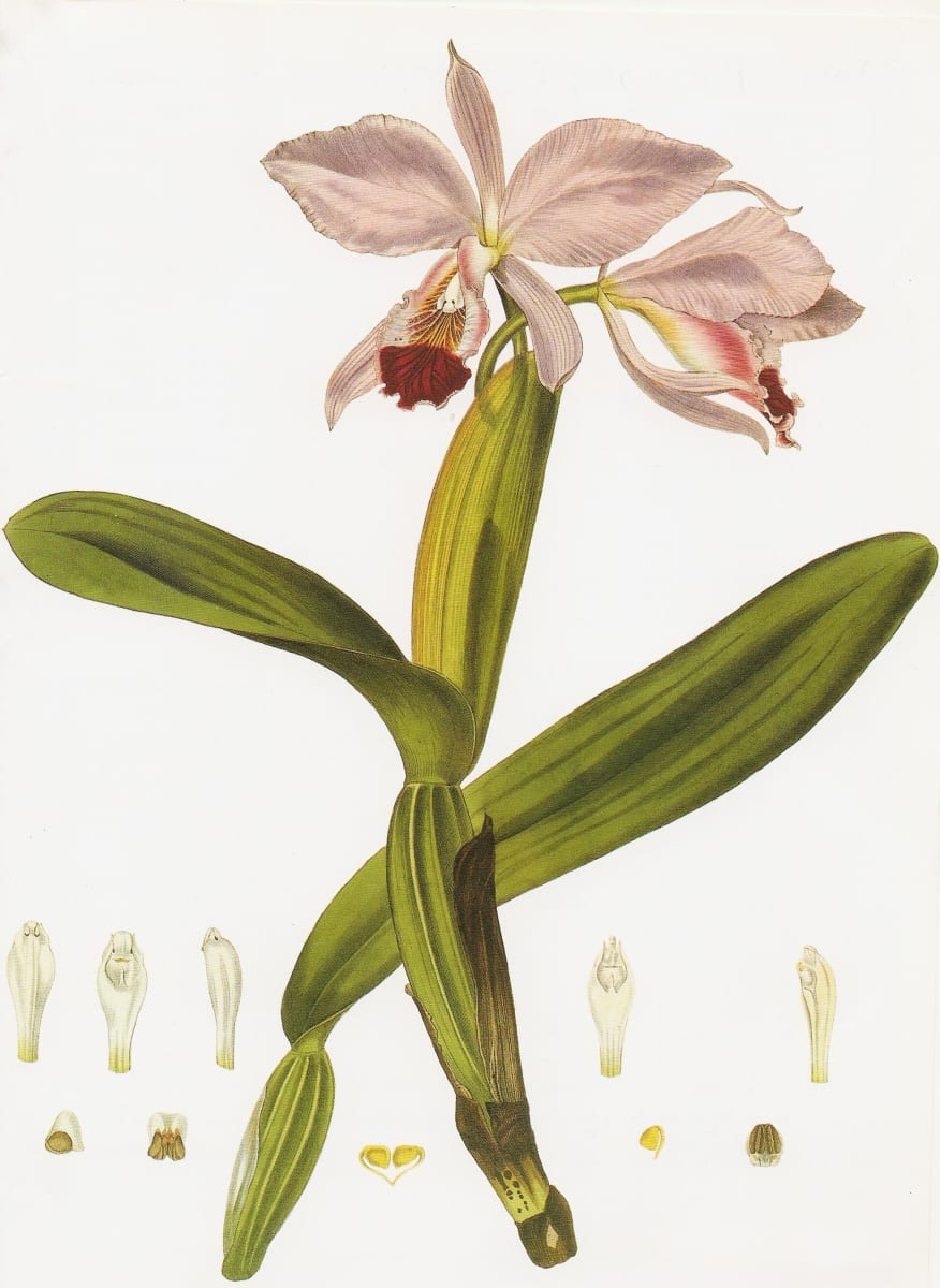 Crimson Cattleya