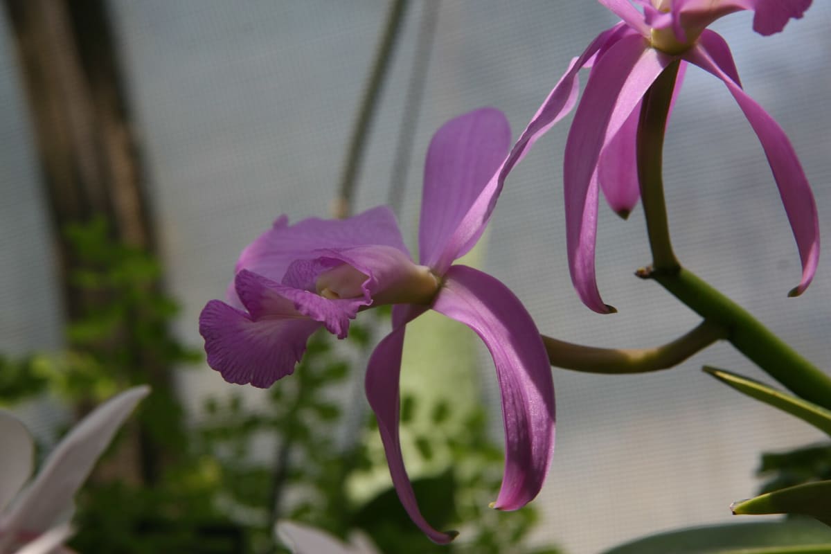 (walker's Cattleya