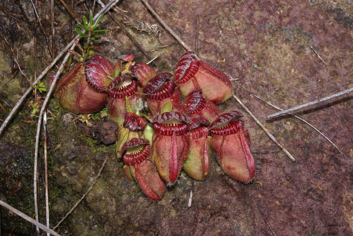 Albany Pitcher Plant