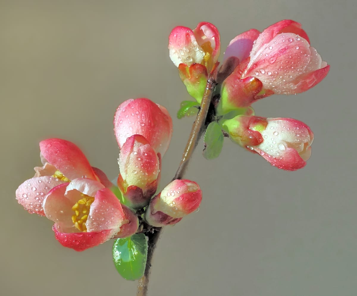 Flowering Quince